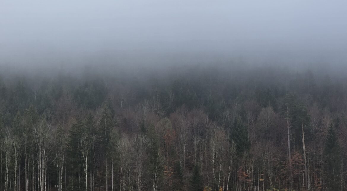 Germany | November 5-12 2024